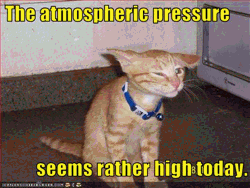 funny picture of a cat with its ears pressed down and the caption: the atmospheric pressure