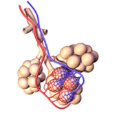 Image of alveoli in the lungs.