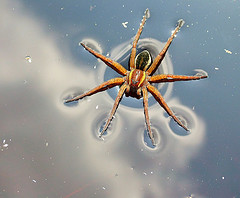 Image of a raft spider resting on the water surface