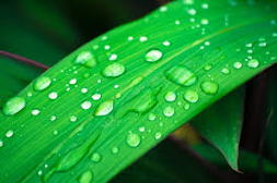 Image of water droplets on a leaf