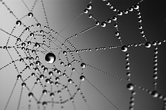 Photo of a spider's web with drops of water collecting on the web.