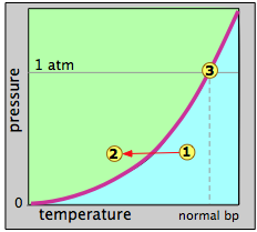 A graph that plots vapor pressure as a function of temperature.