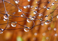 Close up photo of dew drops.