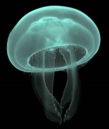 Luc Viator, Moon Jellyfish