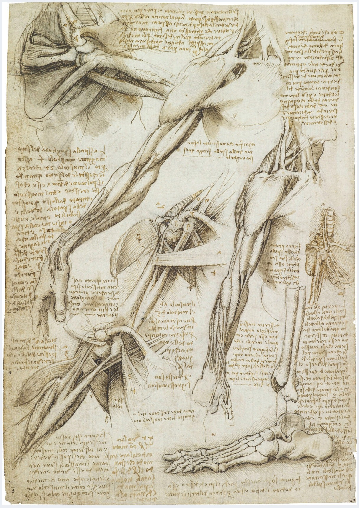 Figure 5.9 | Anatomical studies of muscles of the arm and shoulder, bones of the foot