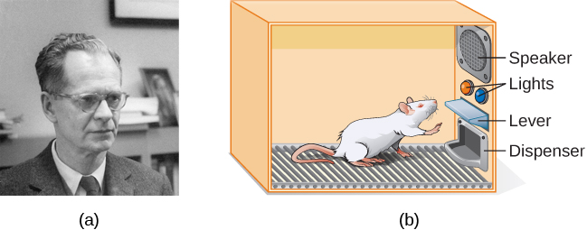 Photograph A shows B.F. Skinner. Illustration B shows a rat in a Skinner box: a chamber with a speaker, lights, a lever, and 