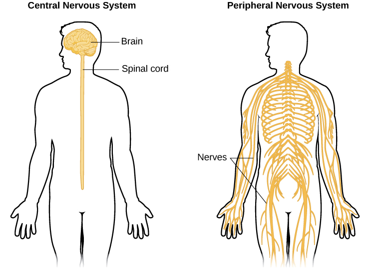 An illustrated outline of a human body labeled "central nervous system" shows the location of the "brain" and "spinal cord". 