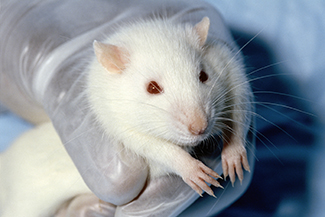 A photograph of gloved hand holding a white rat with red eyes.