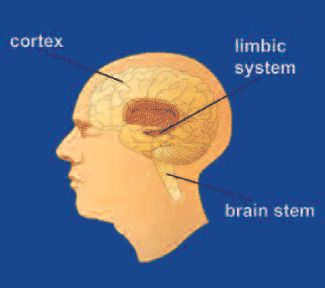 Brain diagram showing the limbic system, the brain stem and the prefrontal cortex.