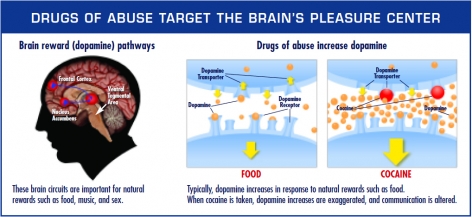 Displays how drugs of abuse target the brain's reward system by flooding the circuit with dopamine.