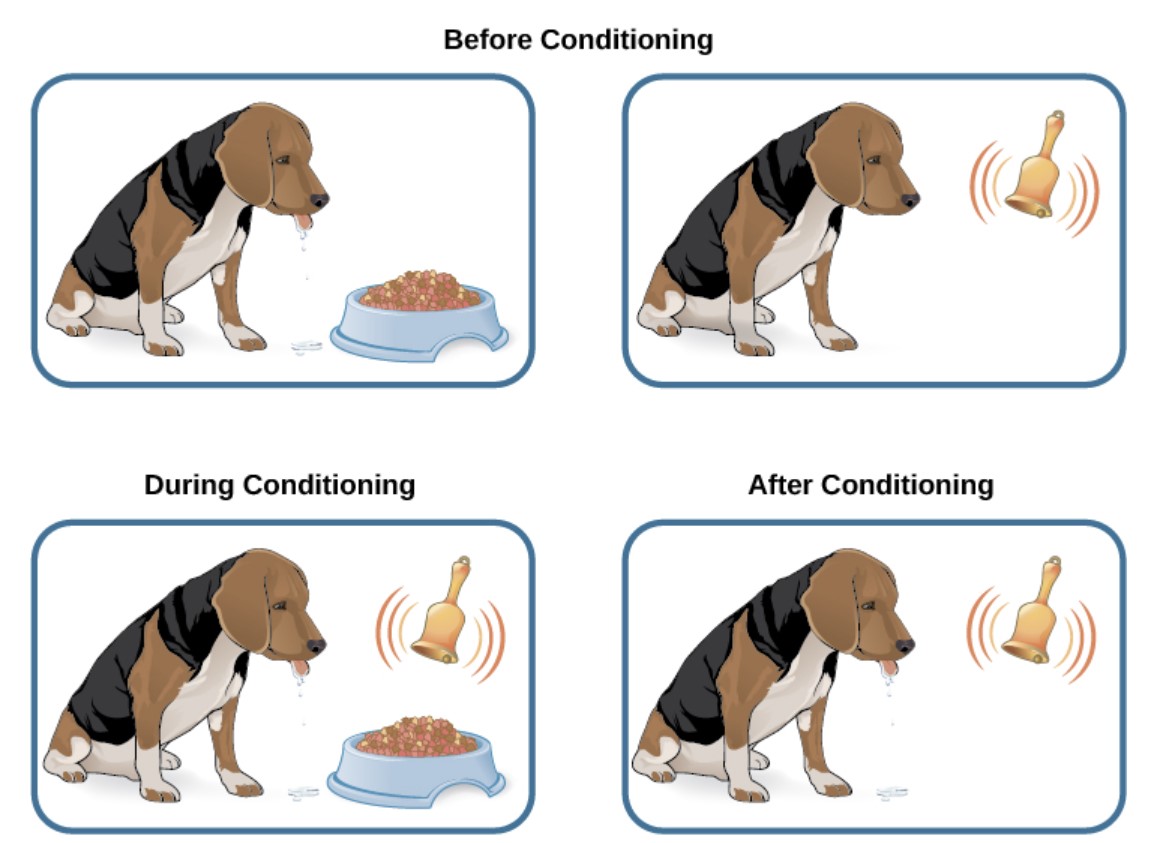 Two illustrations are labeled "before conditioning" and show a dog salivating over a dish of food, and a dog not salivating