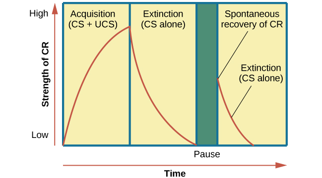 A chart has an x-axis labeled "time" and a y-axis labeled "strength of CR;" there are four columns of graphed data. The first