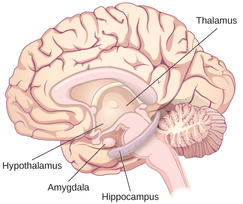 An illustration of the brain labels the locations of the "thalamus," "hypothalamus," "amygdala," and "hippocampus".