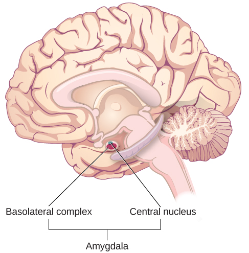 An illustration of the brain labels the locations of the "basolateral complex" and "central nucleus" within the "amygdala".