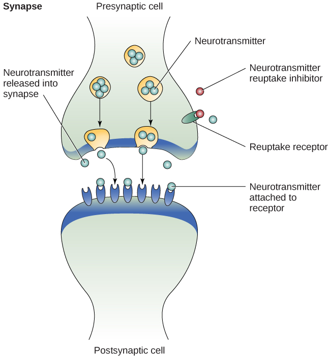 An illustration shows the synaptic space between two neurons with neurotransmitters being released into the synapse and attac