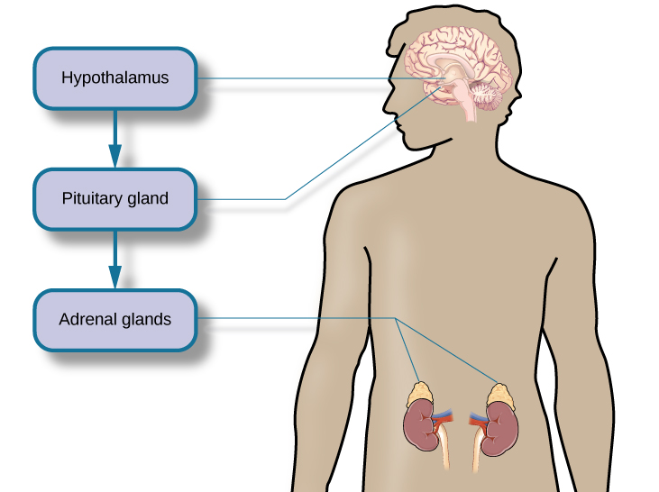 A figure shows an outline of the human body that indicates various parties of the body related to the hypothalamic-pituitary-