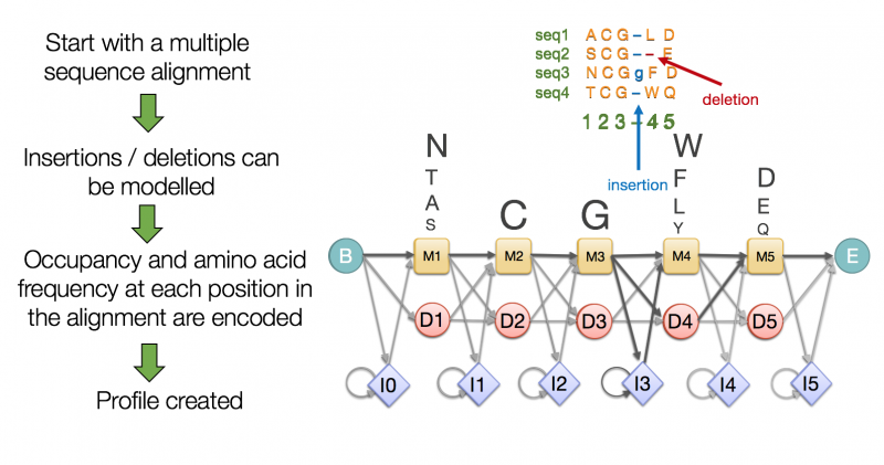 A profile HMM modelling a multiple sequence alignment of proteins in Pfam